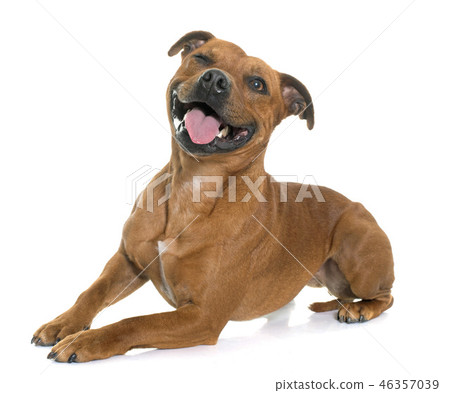 stafforshire bull terrier 46357039
