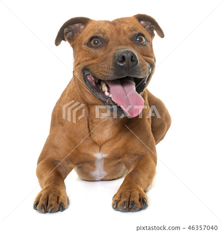 stafforshire bull terrier stafforshire bull terrier 46357040
