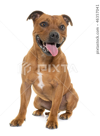 stafforshire bull terrier 46357041