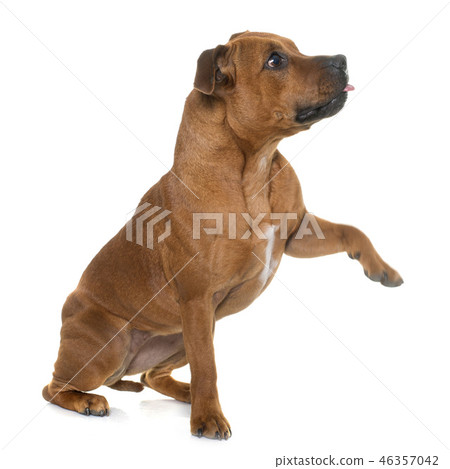 stafforshire bull terrier 46357042