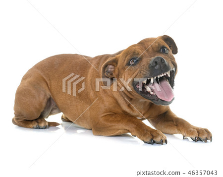 aggressive stafforshire bull terrier 46357043