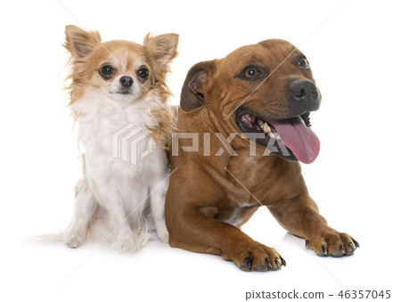 stafforshire bull terrier and chihuahua 46357045