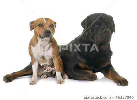 stafforshire bull terrier and rottweiler 46357046