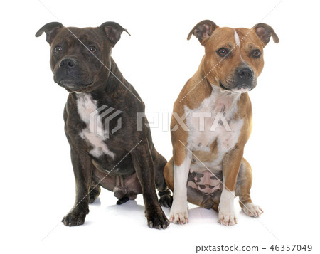stafforshire bull terriers 46357049