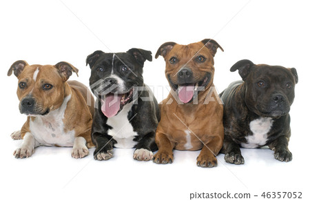 stafforshire bull terriers stafforshire bull terriers 46357052