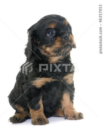 puppy cavalier king charles puppy cavalier king charles 46357053