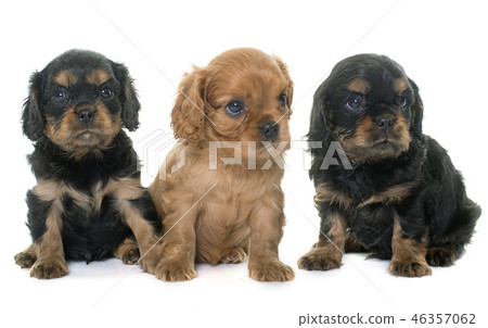 puppies cavalier king charles puppies cavalier king charles 46357062