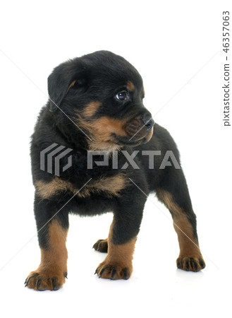 young puppy rottweiler 46357063