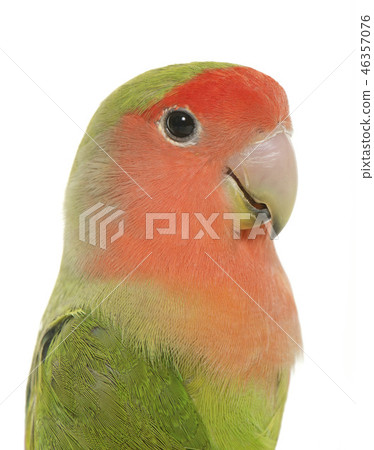 Peach faced Lovebird Peach faced Lovebird 46357076