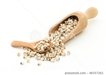 Hatomugi：約伯的眼淚 46357261