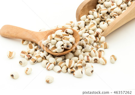 Hatomugi：約伯的眼淚 46357262