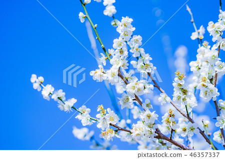 “神奈川縣”湯河原梅林梅花白梅 46357337