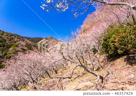 神奈川縣 湯河原梅林 梅花盛宴 照片素材 圖片 圖庫