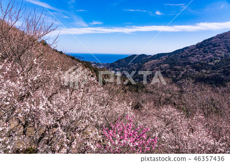 "Kanagawa Prefecture" Yugawara plum forest · plum feast 46357436