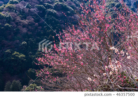 神奈川縣 湯河原梅林 梅花盛宴 照片素材 圖片 圖庫