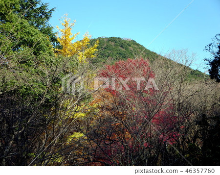 秋天的柴田公園(Kamada池塘) 秋天的柴田公園(Kamada池塘) 46357760