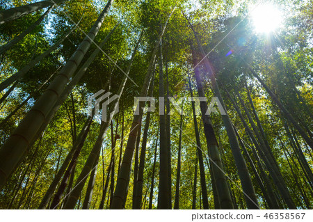  Bamboo grove 46358567
