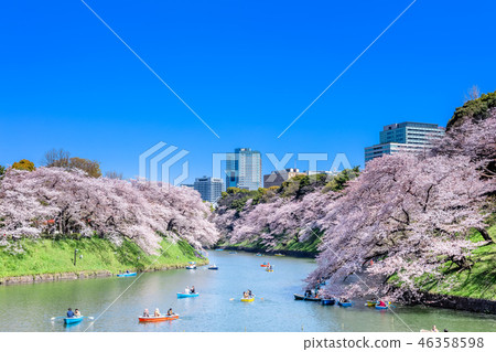 Cherry blossoms at Tokyo Chidorigafuchi Cherry blossoms at Tokyo Chidorigafuchi 46358598