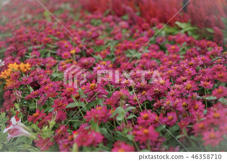 Flowers in the garden Flowers in the garden 46358710