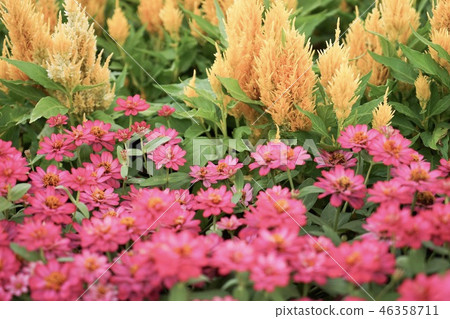 Flowers in the garden Flowers in the garden 46358711