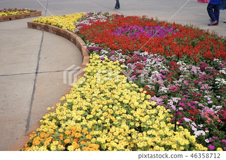 Flowers in the garden Flowers in the garden 46358712
