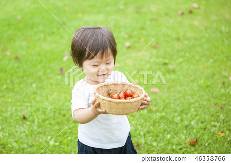 Children harvesting tomatoes 46358766