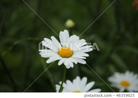 法國菊花 法國菊花 46359025