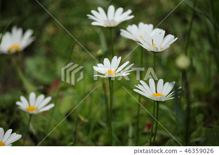 法國菊花 法國菊花 46359026