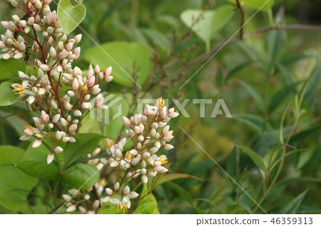 Southern Heavenly Bud Southern Heavenly Bud 46359313