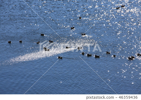 Waterfowl's paradise 46359436