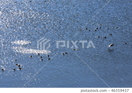 Waterfowl's paradise 46359437