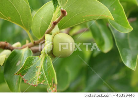 藍柿子 藍柿子 46359446