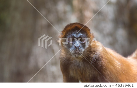 Geoffroy's spider monkey (Ateles geoffroyi). 46359461