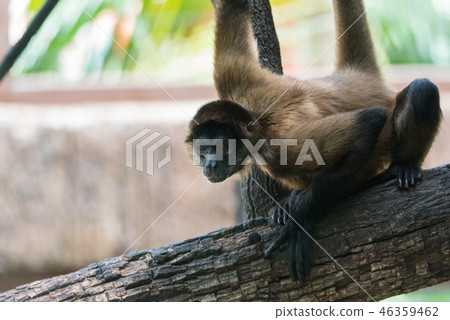 Geoffroy's spider monkey (Ateles geoffroyi). 46359462
