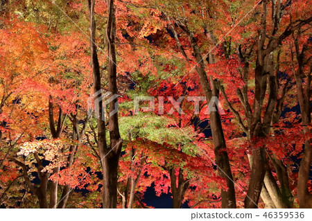 Autumn leaves 46359536