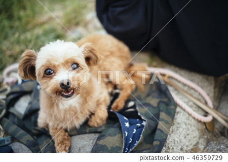 The dog looks down while laughing 46359729