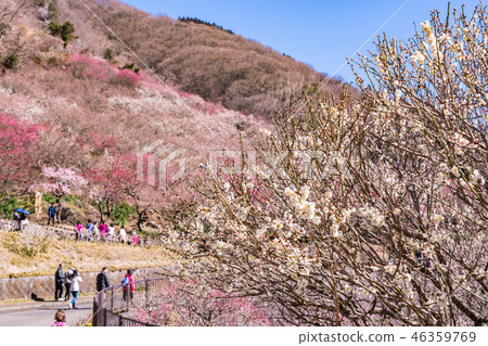 "Kanagawa Prefecture" Yugawara plum forest, plum feast 46359769