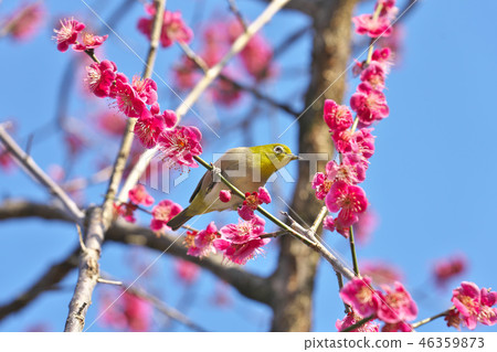 Plum smells 46359873