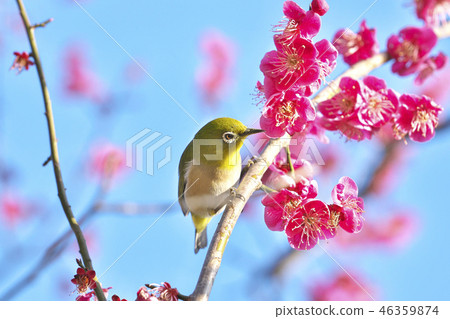 Plum smells Plum smells 46359874