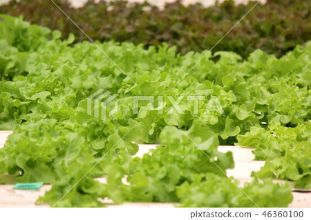 organic hydroponic vegetable in farm 46360100