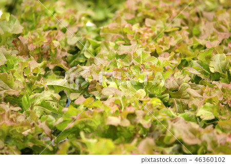 organic hydroponic vegetable in farm 46360102