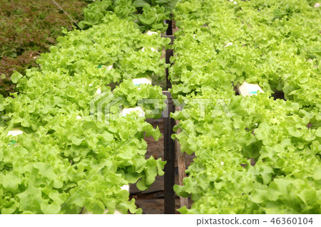 organic hydroponic vegetable in farm 46360104