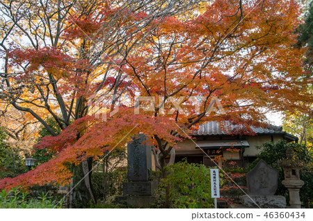 Chuoin的秋葉沒有陶醉埼玉縣川越市 46360434