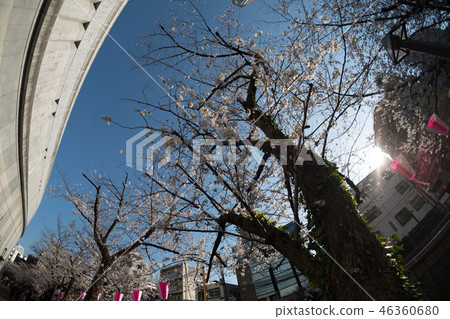 目黑河櫻花 46360680