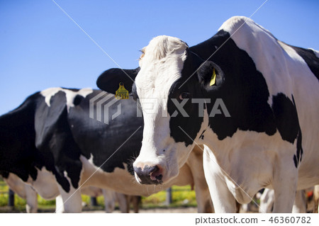 Holstein Holstein 46360782