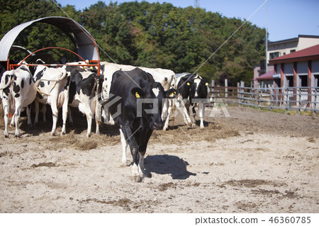 Holstein Holstein 46360785