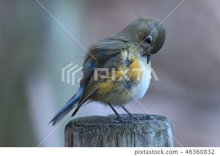 在Yakushi-ike公園的野生鳥 46360832