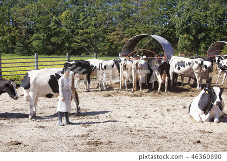 Livestock women Livestock women 46360890