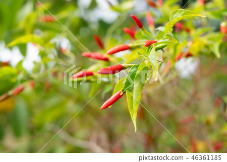 red bird Chilli on barch with green leafs 46361185