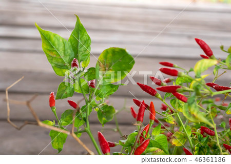 Red Capsicum annuum or Chilli Padi with green leaf 46361186